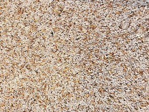 تخم سفیدفله