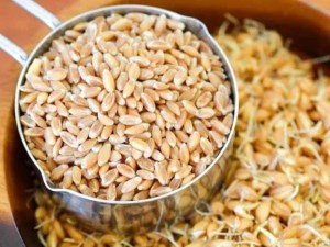 گندم سهن فله گلبافت