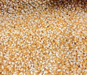 ذرت خام فله