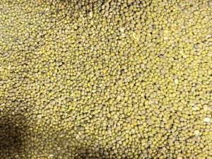 ماش دزفول فله