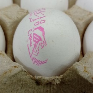 تخم مرغ فله سیمرغ عددی