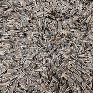 تخمه آفتابگردان نمکی مزمزفله