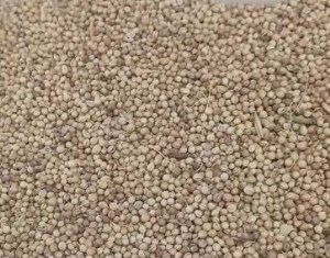 تخم گشنیزفله