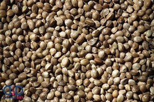 تخم کنف خام (شاه دانه)فله