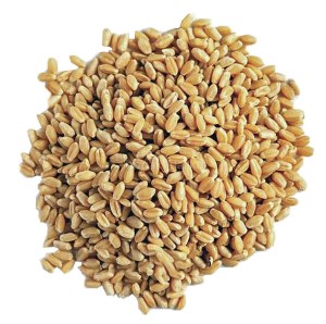 گندم بلغورفله